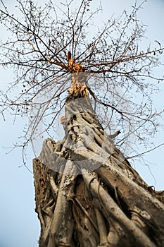 Old Tree of Wat Sawai, Sukhothai