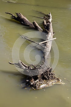 Starý strom v proud vody po povodeň 