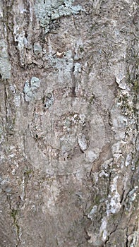 an old tree whose bark has hardened