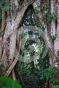 An old tree whose roots are split into two in a rainy forest in costa rica