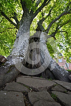 Old tree whose trunk is torn open like a wound.