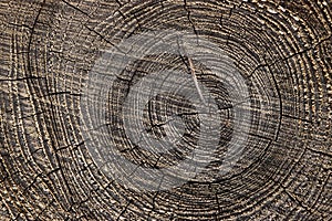 Old tree wood texture cut annual rings