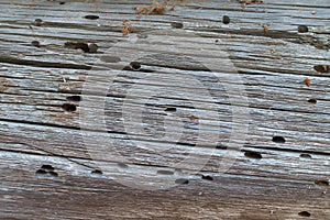 Old tree. wooden board in termites. texture