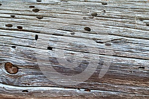 Old tree. wooden board in termites. texture