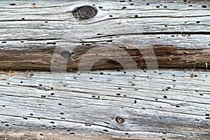 Old tree. wooden house in termites. texture