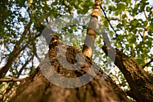 Old tree in the woods