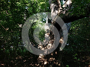 An old tree in the Woods at Sertoma Park