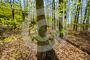 Old trees against the blue sky