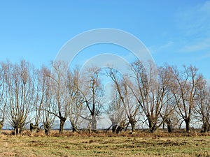 Old trees in autumn