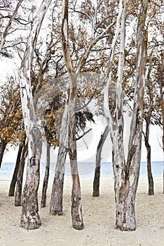 Old trees on the beach, Estepona, Spain