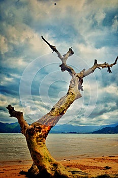 Old trees on the beach sea oceans