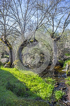 Old trees at Berrocal of Rugidero, Cornalvo Natural Park, Extremadura, Spain photo