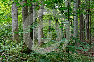 Old trees of Bialowieza Forest