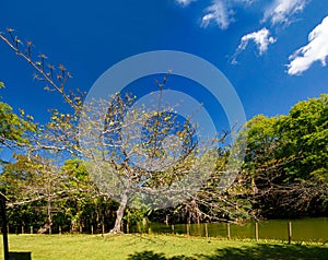 Old trees in the Botanical Garden.