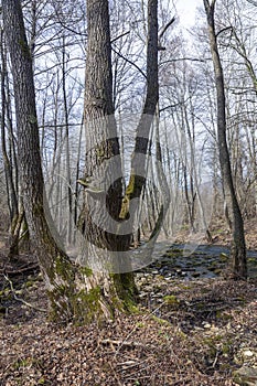 old trees by the Brestova river