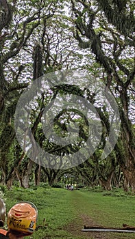 Old trees at De jawatan benculuk