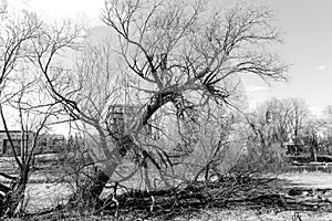 Old trees at early Spring on Lebel Island photo