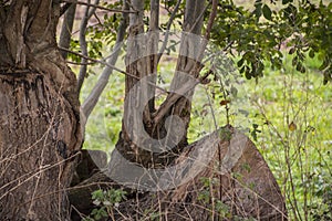 Old trees with exposed roots - Powerful roots