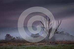 Old trees in foggy morning