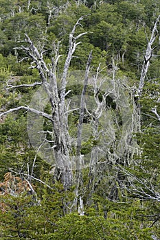 Old trees in the forest of the Cordillera de Ã‘uble. Chili