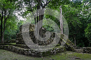 Old trees growing on ancient Maya temple complex in Muil Chunyaxche, Mexico
