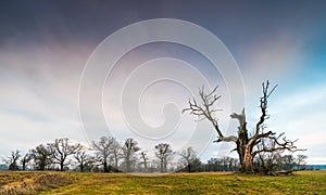 Old trees in the morning in Rogalin. Landscape of Rogalin Park.