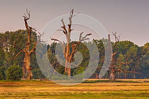 Old trees in the morning in Rogalin. Poland