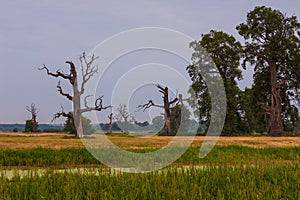 Old trees in the morning in Rogalin. Poland