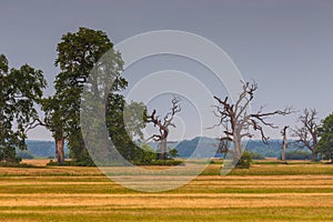 Old trees in the morning in Rogalin. Poland