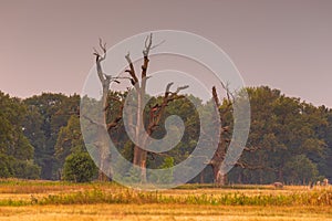 Old trees in the morning in Rogalin. Poland