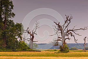 Old trees in the morning in Rogalin. Poland