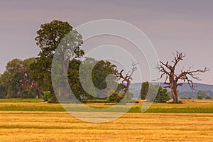 Old trees in the morning in Rogalin. Poland