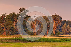 Old trees in the morning in Rogalin. Poland