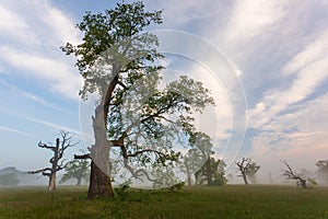 Old trees in the morning in Rogalin. Poland