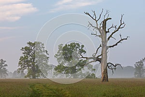 Old trees in the morning in Rogalin. Poland