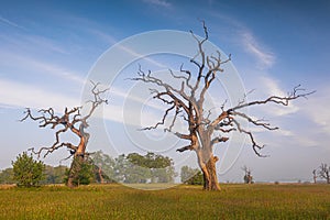 Old trees in the morning in Rogalin. Poland