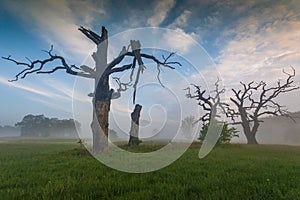 Old trees in the morning in Rogalin. Poland