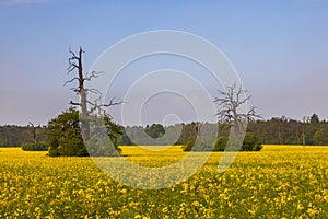 Old trees in the morning in Rogalin. Poland