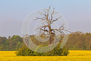 Old trees in the morning in Rogalin. Poland