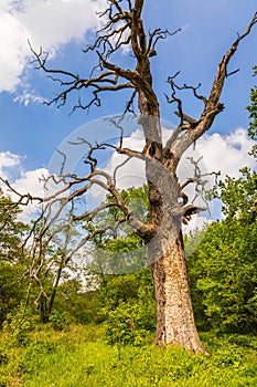 Old trees in the morning in Rogalin. Poland