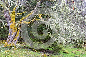 Old trees with moss in spring