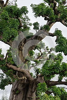 Old trees with newly sprouting leaves