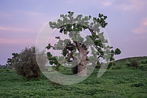 Old trees with newly sprouting leaves