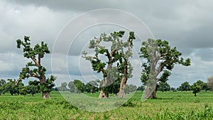 Old trees with newly sprouting leaves