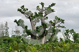 Old trees with newly sprouting leaves