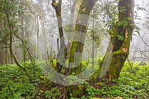 Old trees and other vegetation in a rain forest of northern Thai