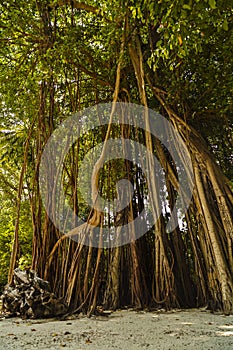 old trees overgrown with lianas