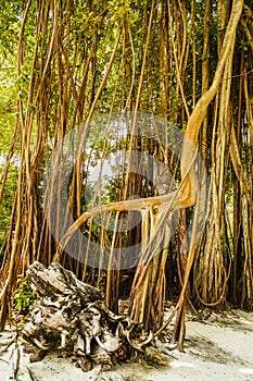 Old trees overgrown with lianas