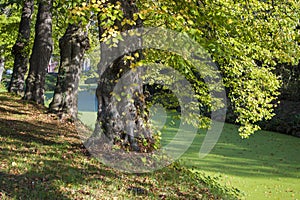 Old trees in the park, castle Wissen, Germany