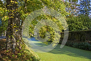 Old trees in the park, castle Wissen, Weeze, Germany